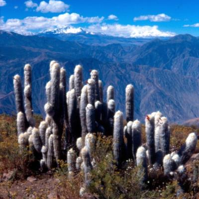 Kakteen in den Bergen Arequipas